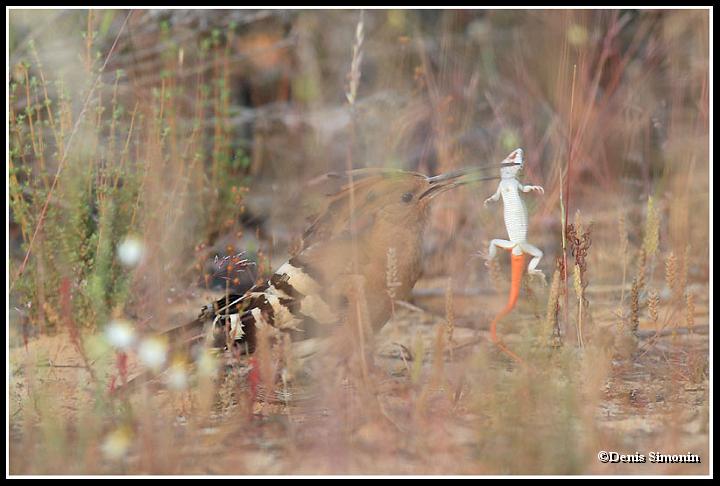 Huppe fasciée attrapant un lézard